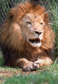 momlion