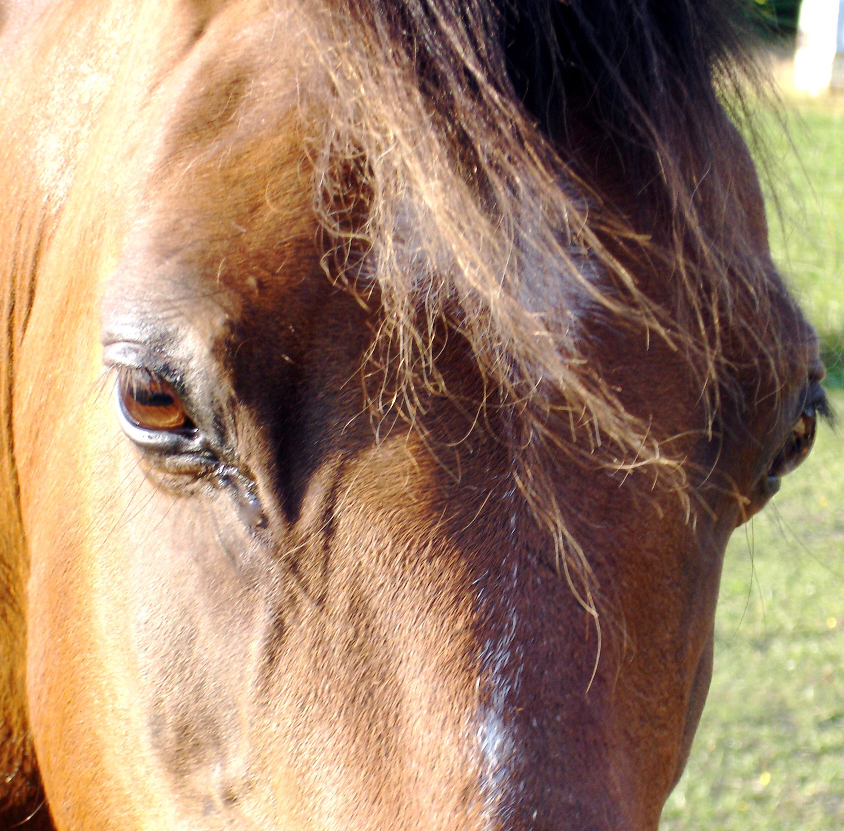 ARNgal
