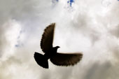 rockwithwings