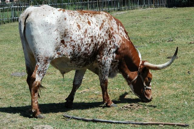 bull42